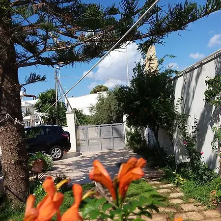 Araucaria 3*